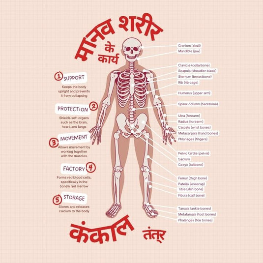मांसपेशियों के मिथकों का भंडाफोड़: स्क्वैट्स को भूल जाइए, यह अनोखा व्यायाम बाइसेप्स को बड़ा बनाता है